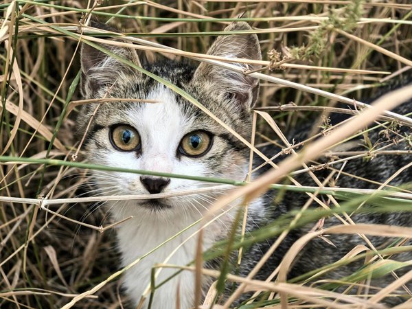 Quelles adaptations spécifiques les manchots ont-ils développées pour vivre dans l'Antarctique?