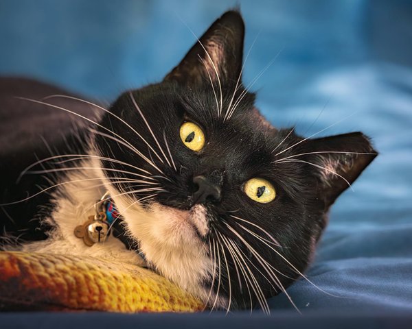 Le meilleur nettoyant pour les oreilles de votre chien