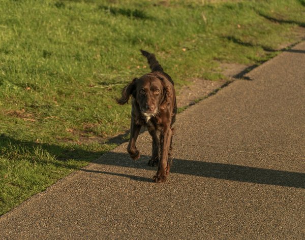 Comment bien choisir les croquettes pour chat : science, besoins et conseils pratiques
