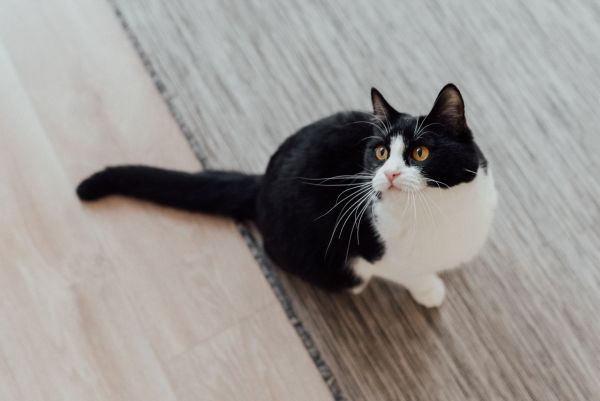 Protégez votre famille à quatre pattes : guide essentiel pour chiens et chats